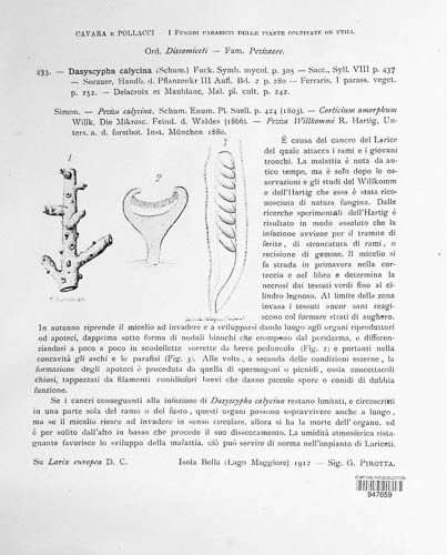 Dasyscyphus calycinus image